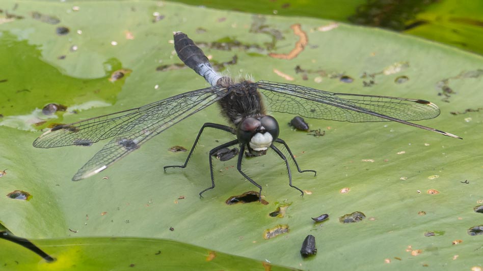 Leucorrhinia caudalis (Lilypad Whiteface) male.jpg